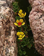 Plancia ëd Saxifraga chrysantha A. Gray