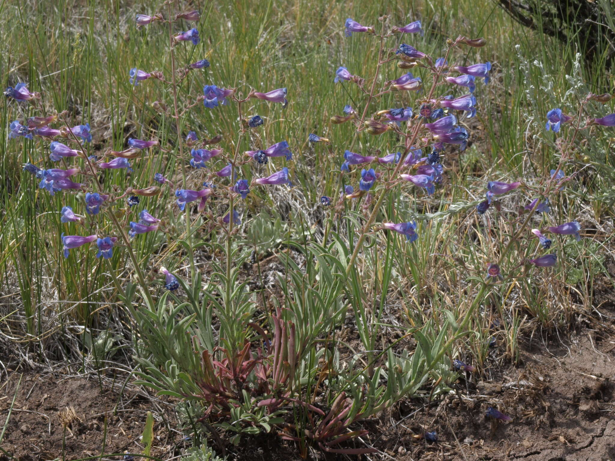 Image of Roezl's penstemon