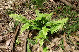 Image of Fishbone water-fern
