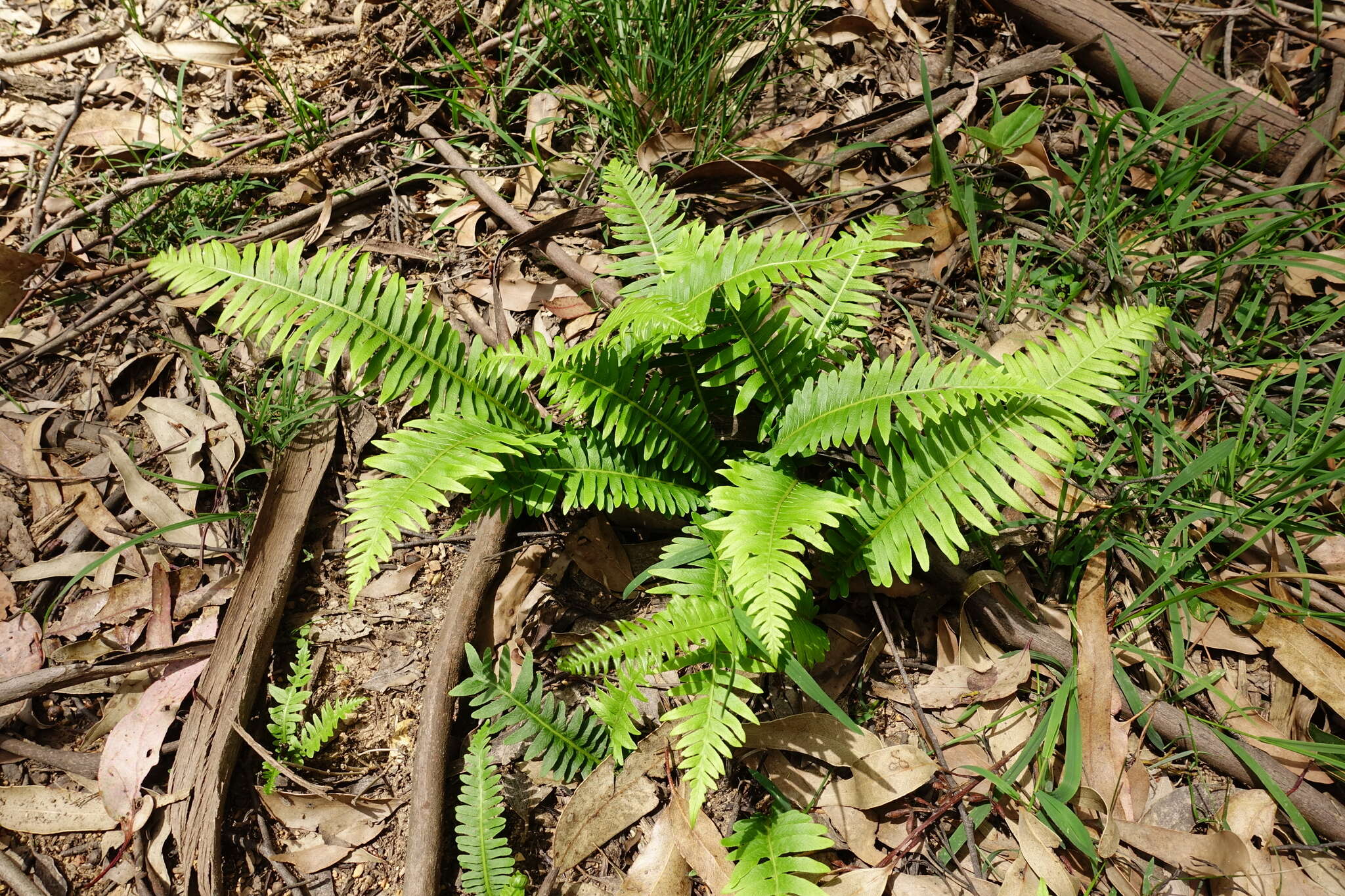 Image of Fishbone water-fern
