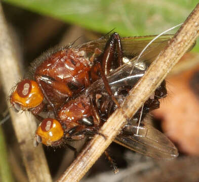 Image of Piophilosoma