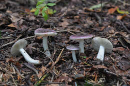 Image of Russula cavipes Britzelm. 1893