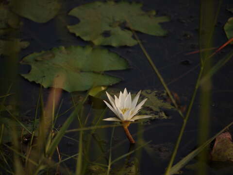 Image de Nymphaea nouchali var. pubescens (Willd.) Hook. fil. & Thoms.