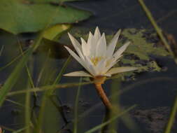 Imagem de Nymphaea nouchali var. pubescens (Willd.) Hook. fil. & Thoms.