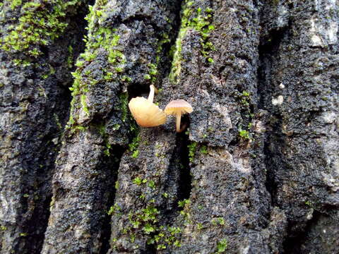 Mycena corticola (Pers.) Gray 1821的圖片