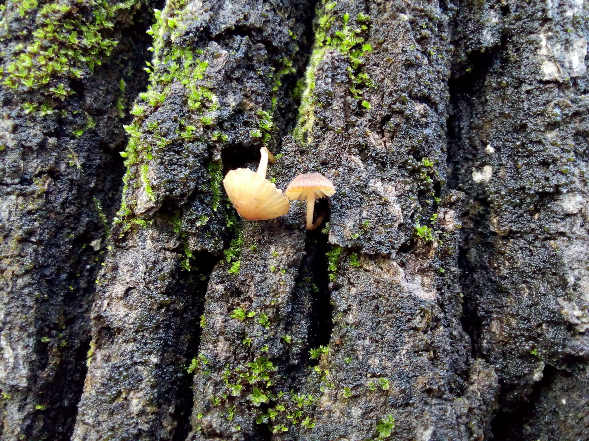 Слика од Mycena corticola (Pers.) Gray 1821