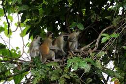 Image of Vervet Monkey