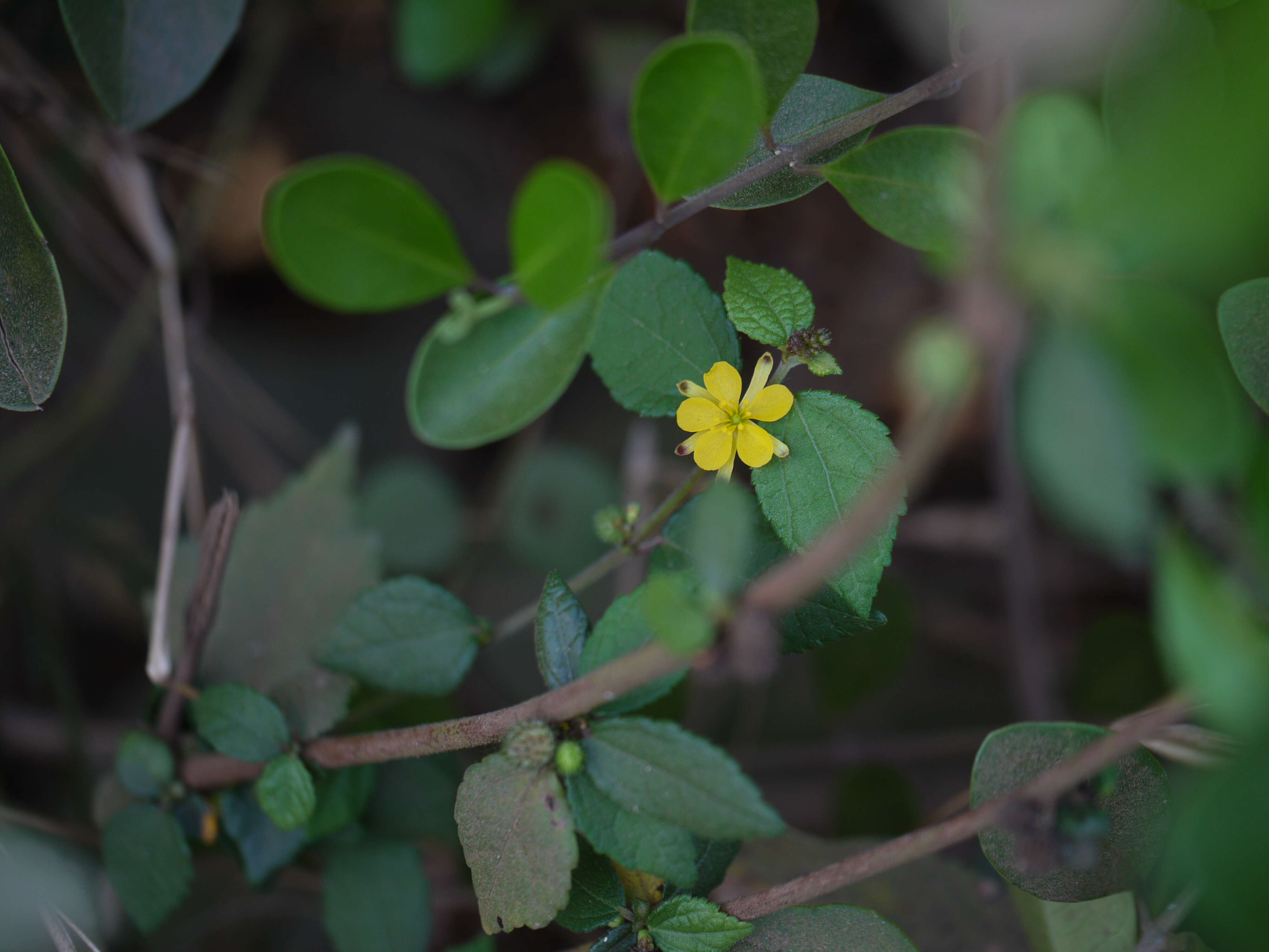 Image of diamond burbark