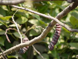 Image of Senegalia rugata (Lam.) Britton & Rose