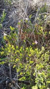 Image of Greater mountain carnation