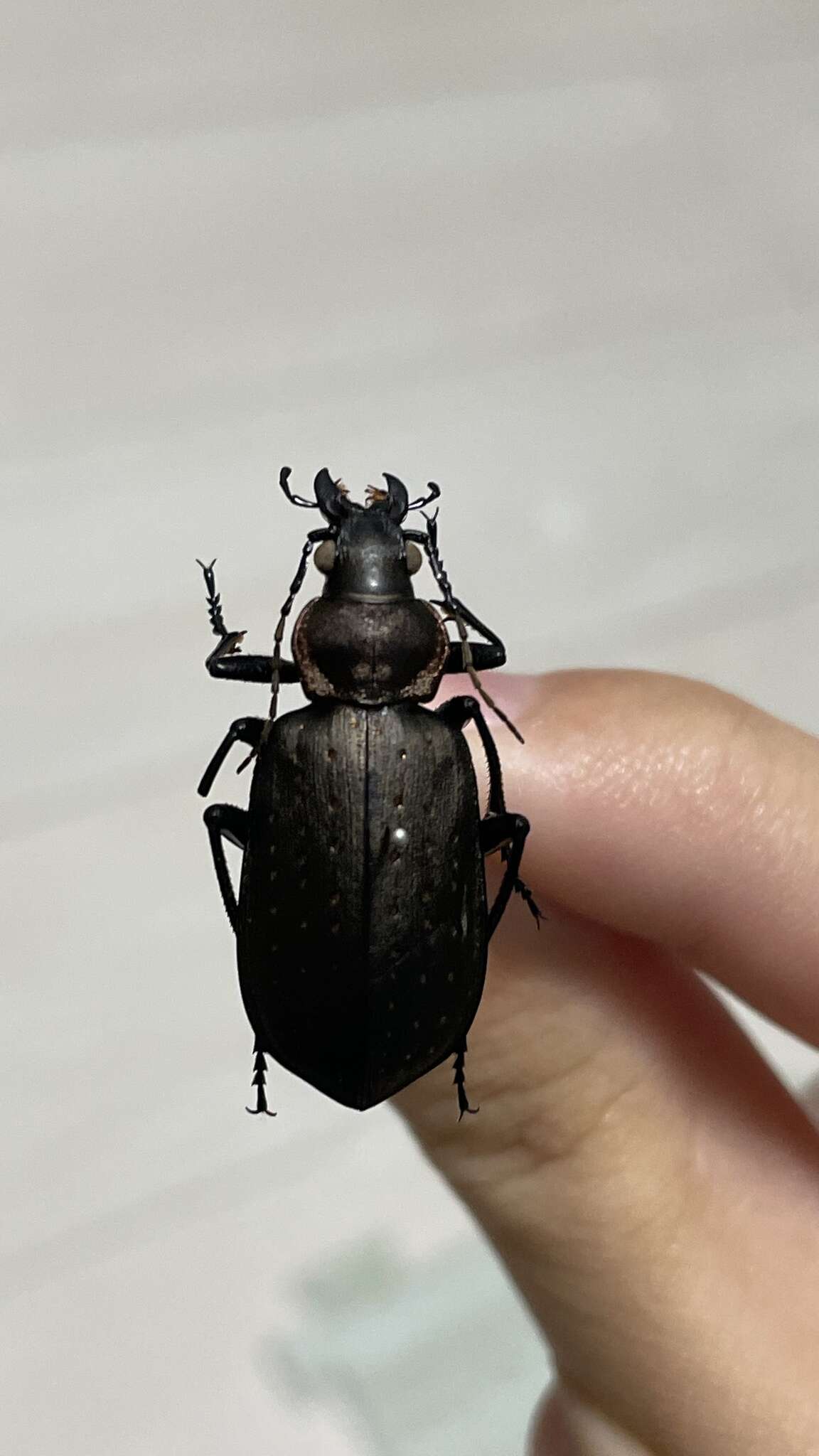 Imagem de Calosoma (Campalita) chinense Kirby 1819