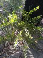 Plancia ëd Acacia hispidula (Sm.) Willd.