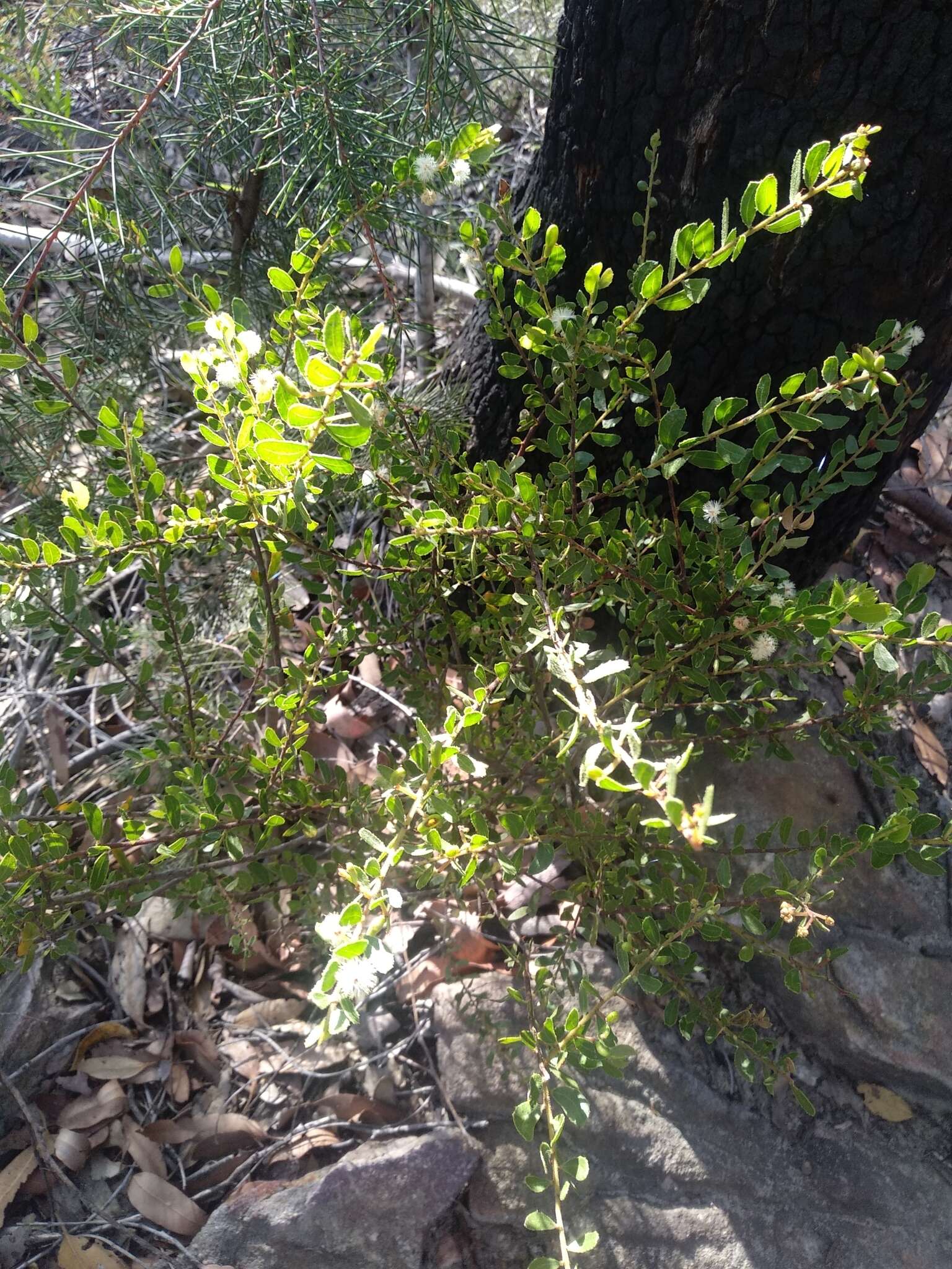 Plancia ëd Acacia hispidula (Sm.) Willd.
