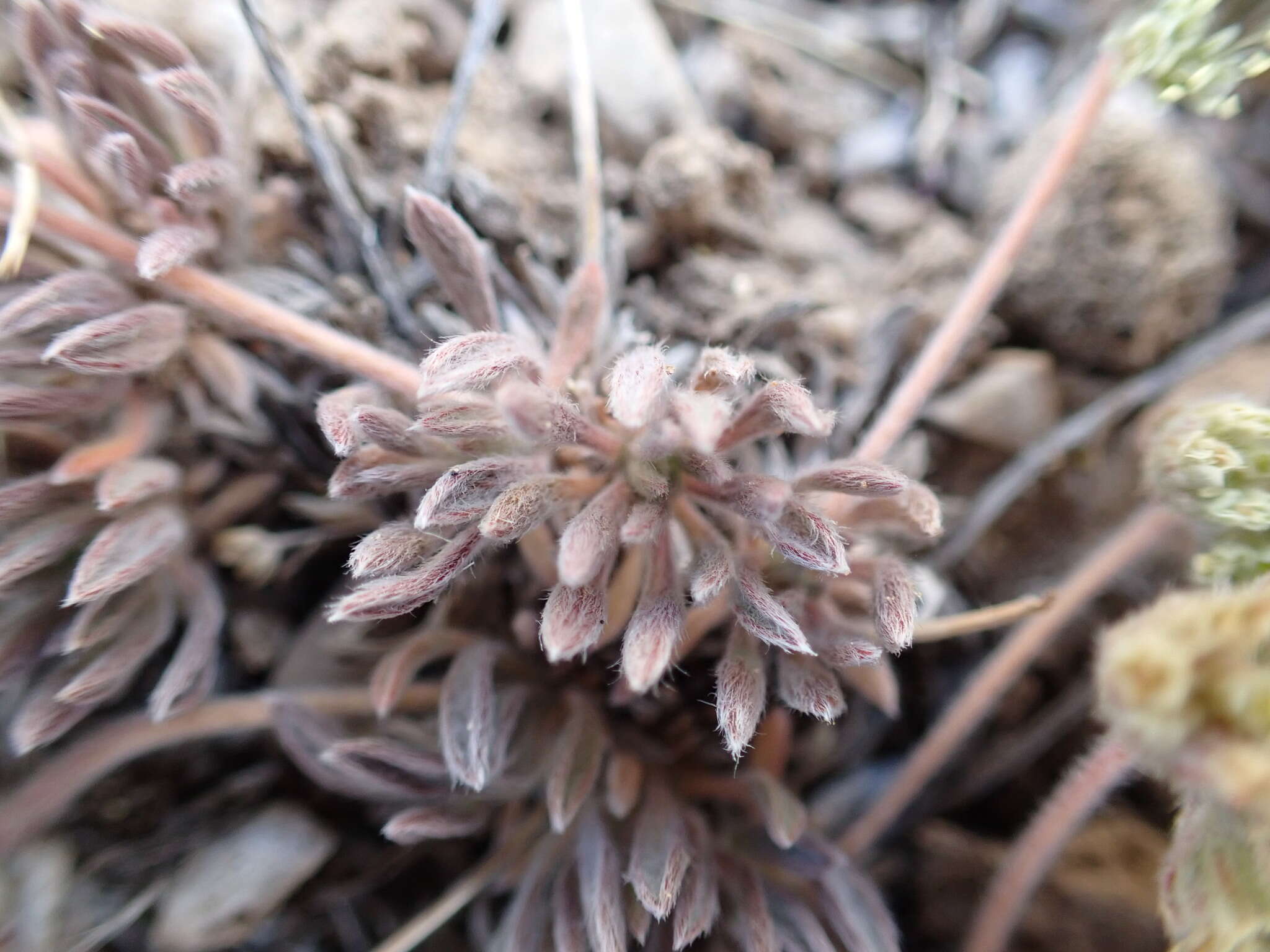 Image of gray buckwheat