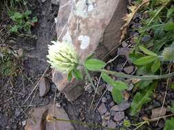 Image of Trifolium caucasicum Tausch