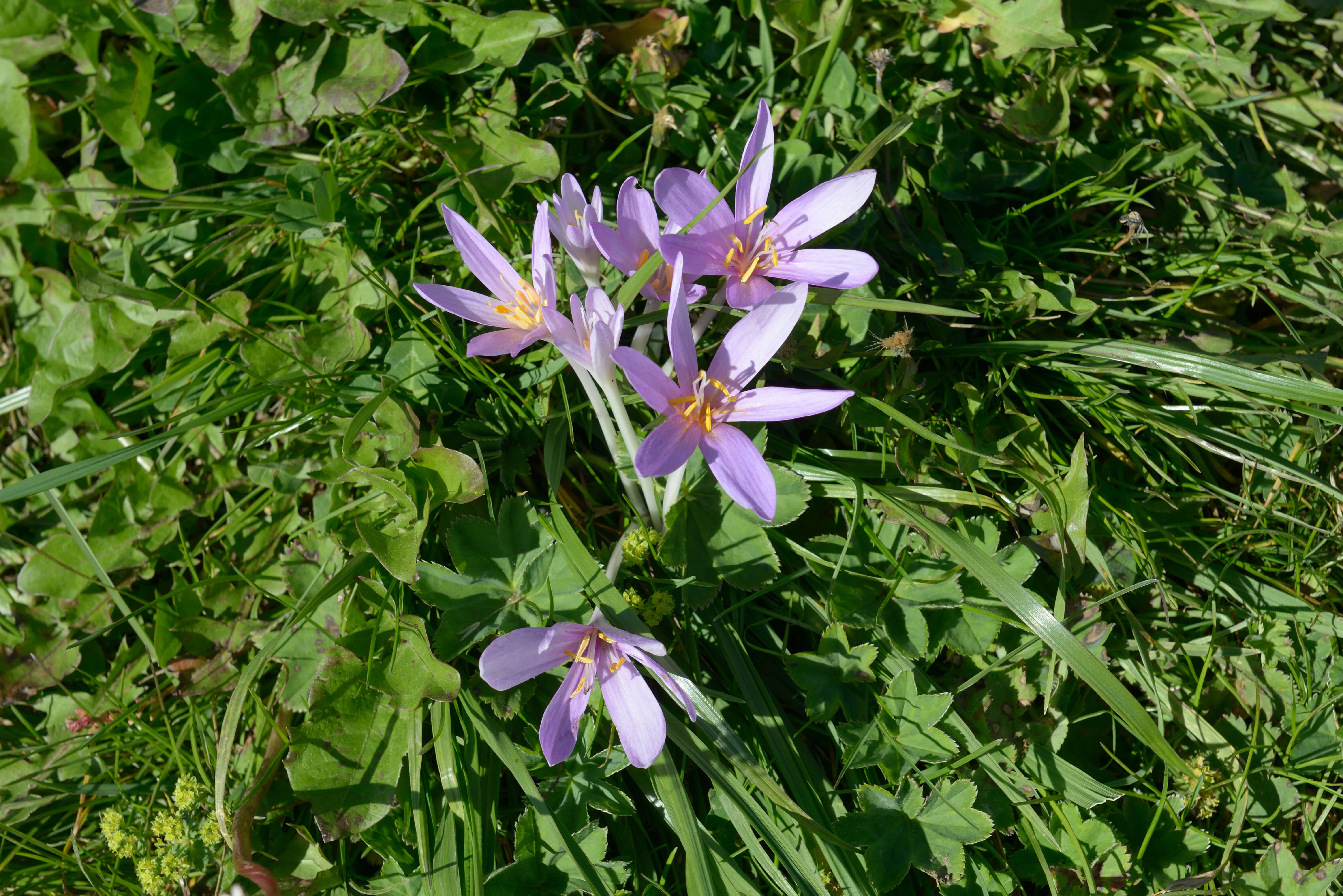 Image of Autumn crocus