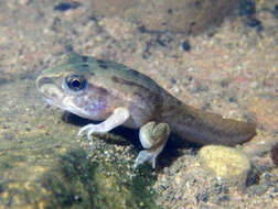 Image of Giant Frog