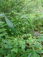 Plancia ëd Elymus canadensis L.