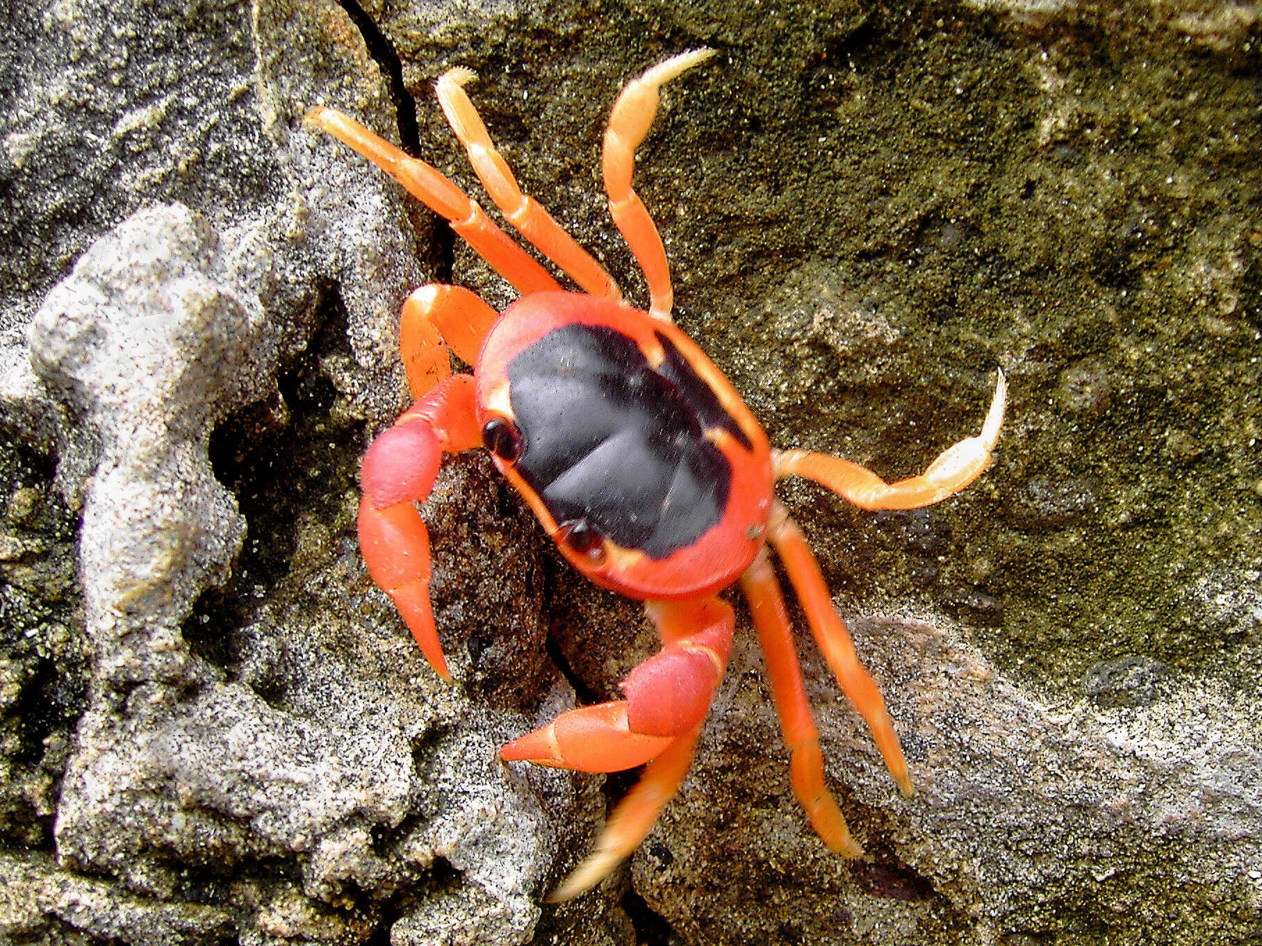 Image of Gecarcinus lateralis (Guérin 1832)