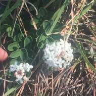 Image of Pimelea latifolia R. Br.