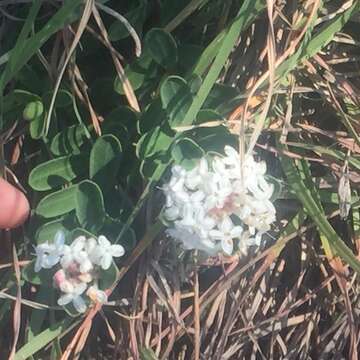 Image of Pimelea latifolia R. Br.