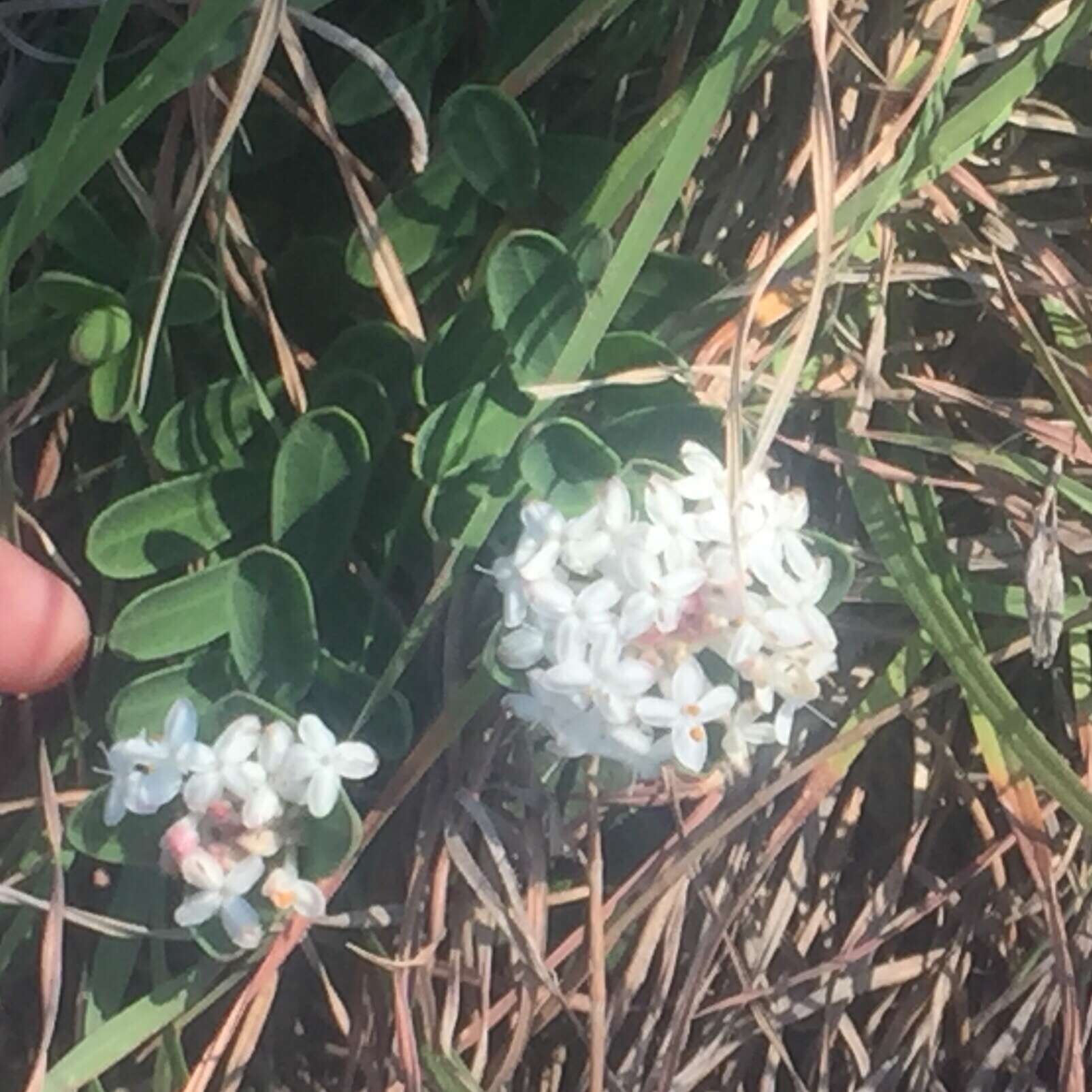 Image of Pimelea latifolia R. Br.