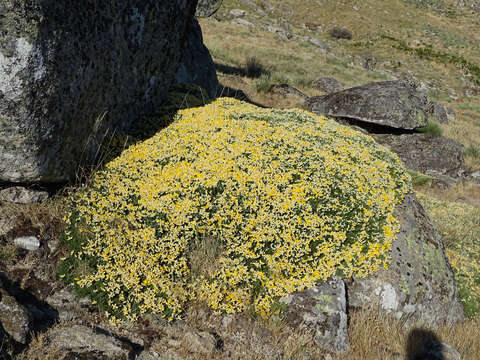 Image de Echinospartum ibericum