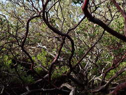 Слика од Arctostaphylos densiflora M. S. Baker