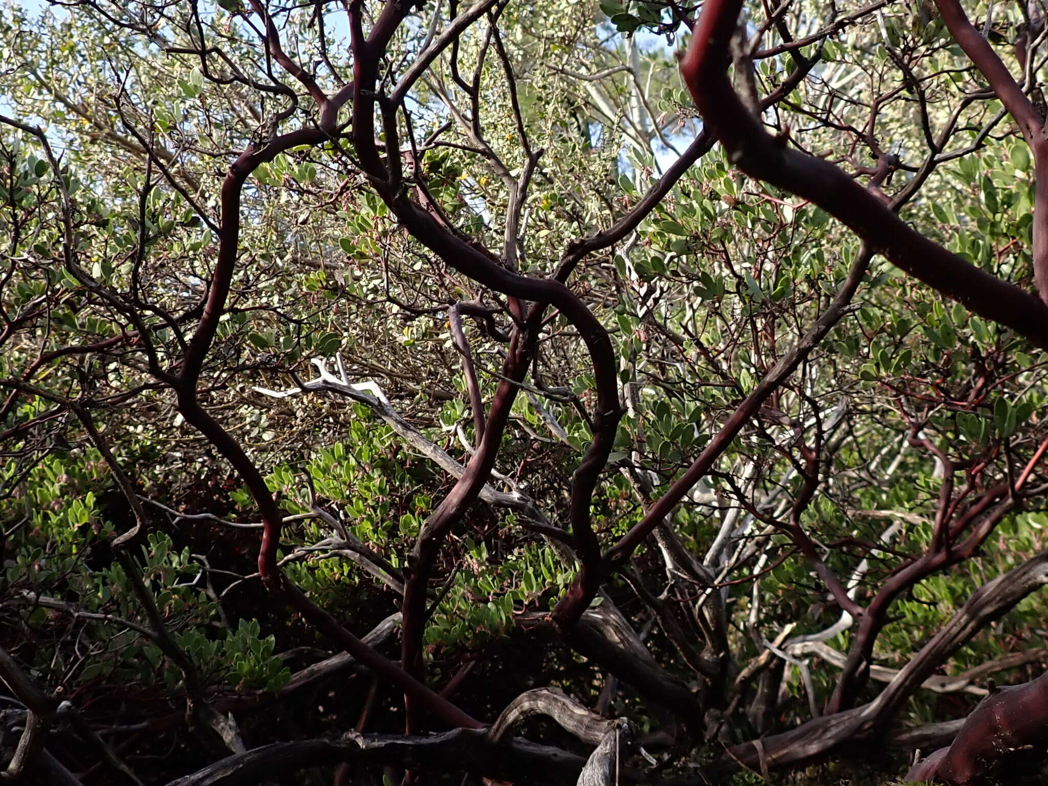 Слика од Arctostaphylos densiflora M. S. Baker