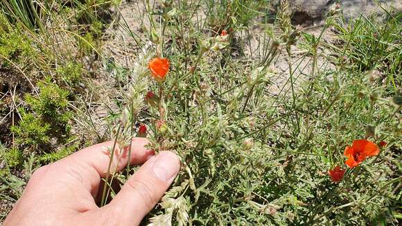 Image of Sphaeralcea australis Speg.