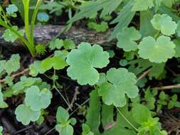 Image de Hydrocotyle americana L.