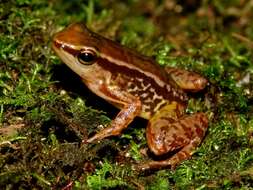 Image of Santa Marta poison arrow frog