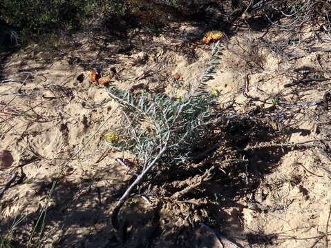 Image of Leucospermum arenarium Rycroft