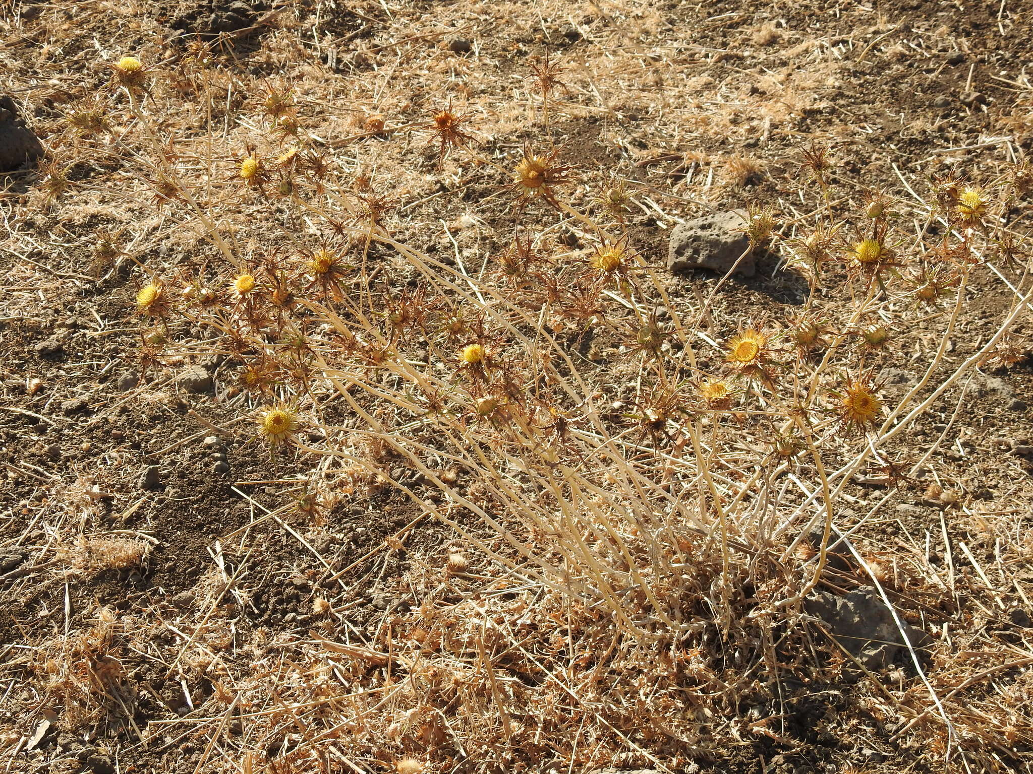 Imagem de Carlina libanotica Boiss.