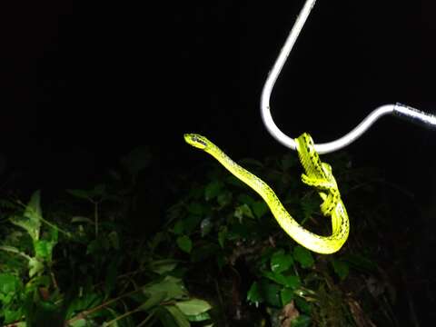 Image of Black-speckled Palm Pit Viper