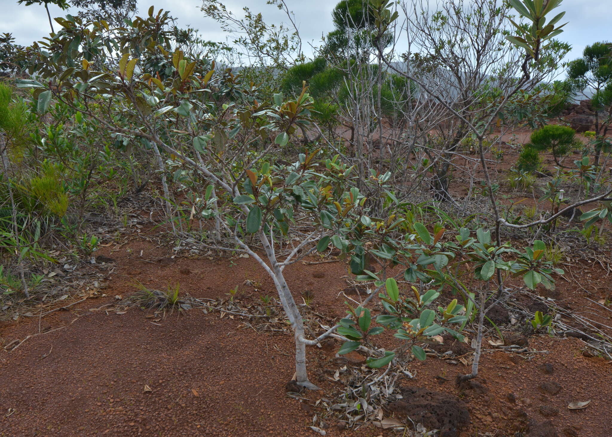 Image de Alphitonia neocaledonica (Schltr.) Guillaum.