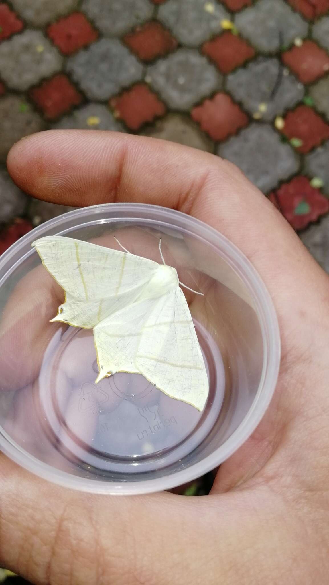 Image of swallow-tailed moth