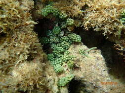 Image of Sea Grape