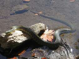 Image of tiger keelback