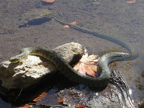 Image de Rhabdophis tigrinus (F. Boie 1826)