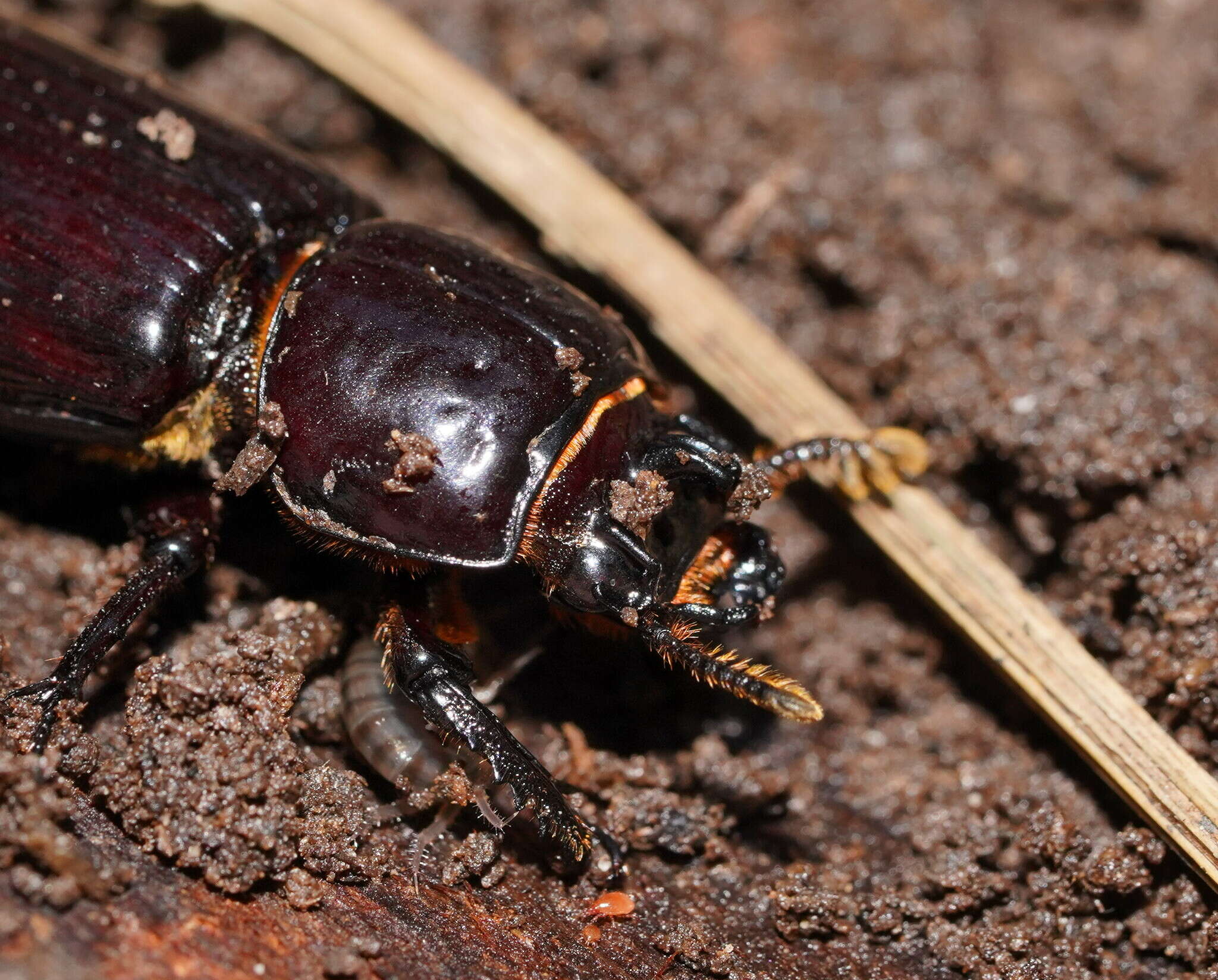 Image of Bess Beetles (genus)