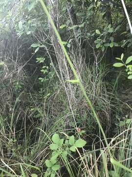 Image of Stenanthium texanum