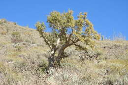 Image of elephant tree