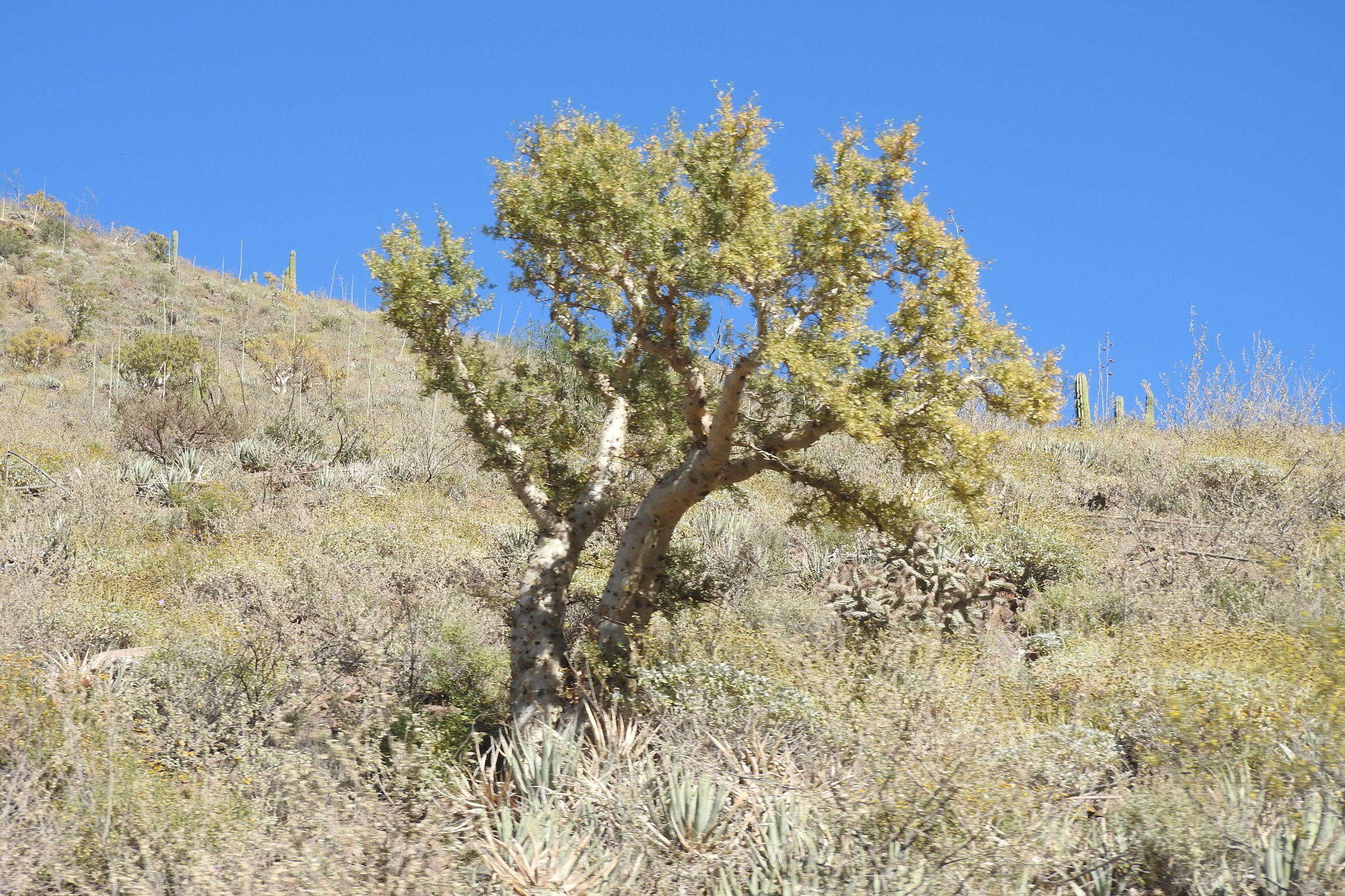 Image of elephant tree