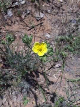 Image de Potentilla hirta L.