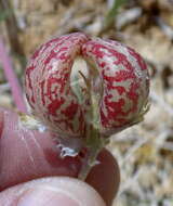 Imagem de Astragalus lentiginosus var. sesquimetralis (Rydb.) Barneby