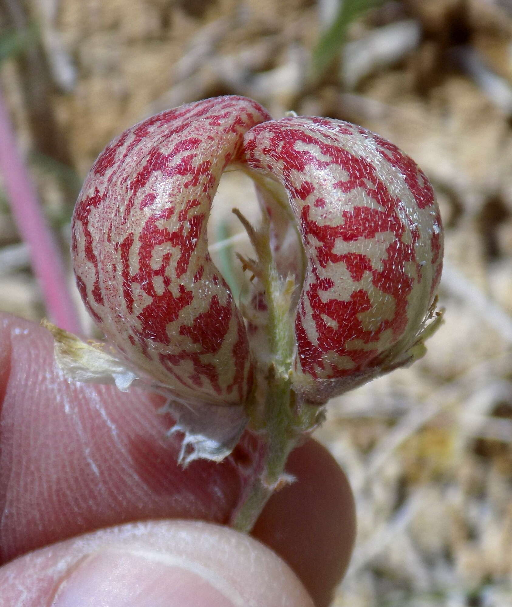 Imagem de Astragalus lentiginosus var. sesquimetralis (Rydb.) Barneby