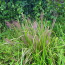 Image of Stipitate Cut-Throat Grass