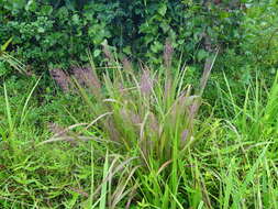 Image of Stipitate Cut-Throat Grass