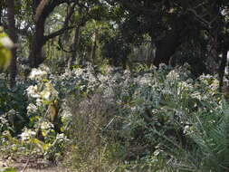 Image of Clerodendrum infortunatum L.